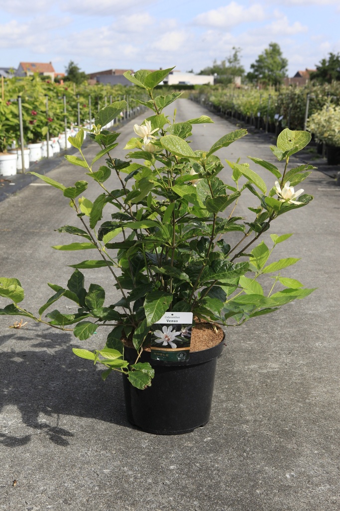 [P] Calycanthus 'Venus' cont. 10L 60/+ cm +ф