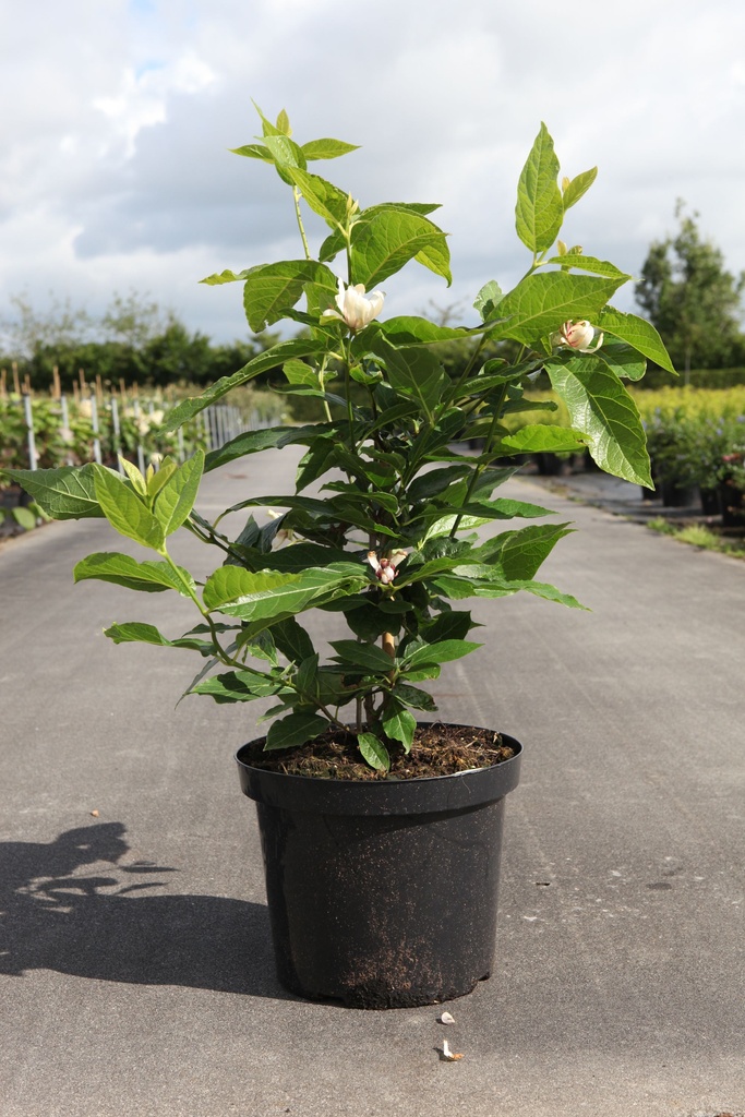 Calycanthus 'Venus' cont. 10L 60/+ cm +p