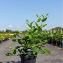 Calycanthus 'Venus' cont. 10L 60/+ cm +ф