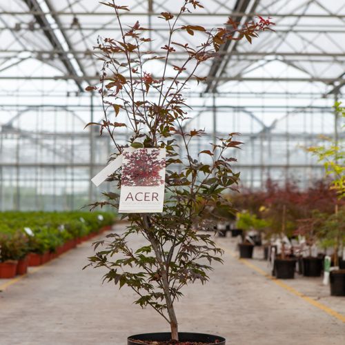 [P] Acer palmatum 'Atropurpureum' cont. 10L 60-80 cm +B