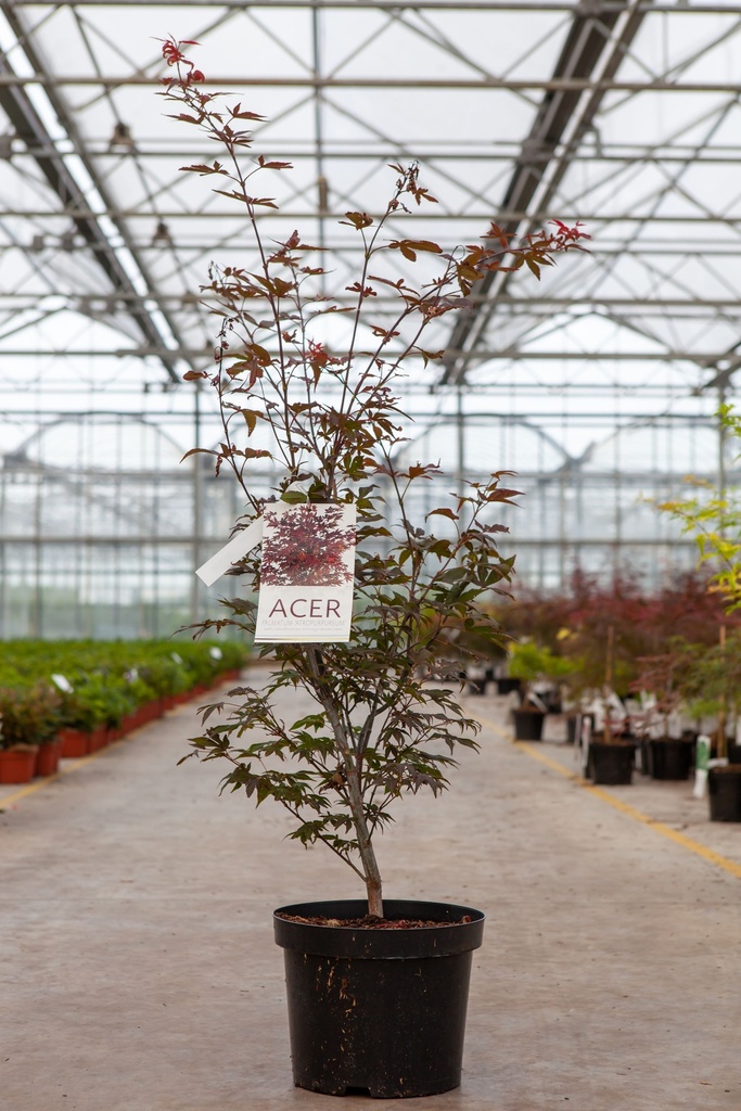 [P] Acer palmatum 'Atropurpureum' cont. 10L 60-80 cm +p