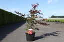 Acer palmatum 'Atropurpureum' cont. 10L 60-80 cm +B