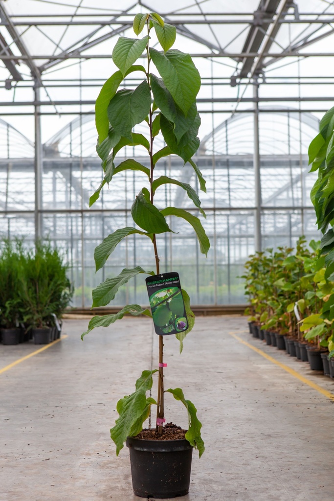 Asimina 'Susquehanna®' cont. 5L 50-60 cm +f