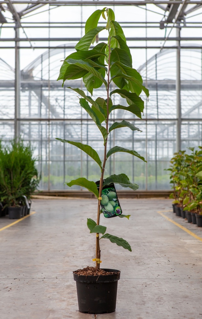 Asimina triloba 'Shenandoah' cont. 5L 50-60 cm +f