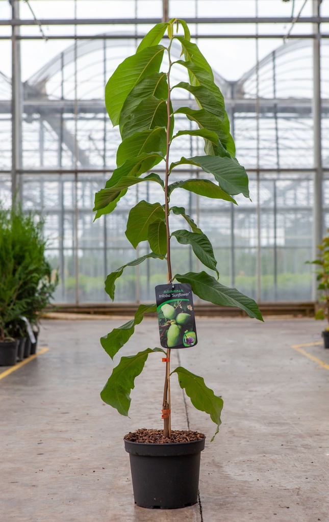 Asimina triloba 'Sunflower' cont. 5L 50-60 cm +f