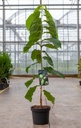 Asimina triloba 'Sunflower' cont. 5L 50-60 cm +f