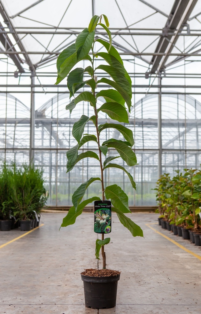Asimina triloba 'Prima 1216®' cont. 5L 50-60 cm +ф