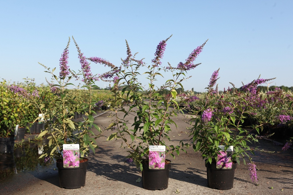[P] Buddleja davidii BERRIES & CREAM (PBR) cont. 3,6L 40-50 cm +ф