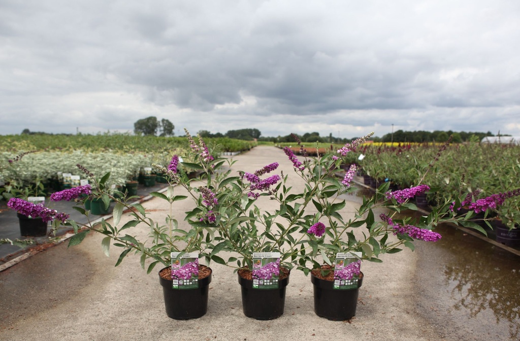 Buddleja davidii BERRIES & CREAM (PBR) cont. 3,6L 40-50 cm +p
