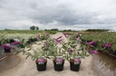 Buddleja davidii BERRIES & CREAM (PBR) cont. 3,6L 40-50 cm +p