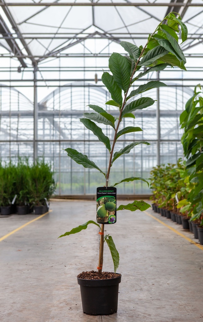 Asimina triloba 'Allegheny' cont. 5L 50-60 cm +p