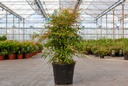 Nandina domestica cont. 15L 60-80 cm