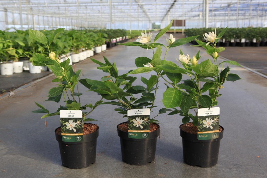 [P] Calycanthus 'Venus' cont. 3,6L 30-40 cm +f