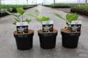 Calycanthus 'Venus' cont. 3,6L 30-40 cm +p