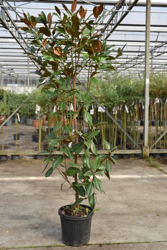 [P] Magnolia grandiflora 'Galissonnière' cont. 25L 125-150 cm