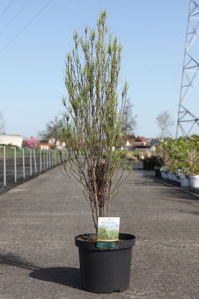 Frangula alnus 'Ron Williams' cont. 3,6L 40-50 cm +p