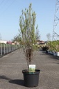 Frangula alnus 'Ron Williams' cont. 3,6L 40-50 cm +ф