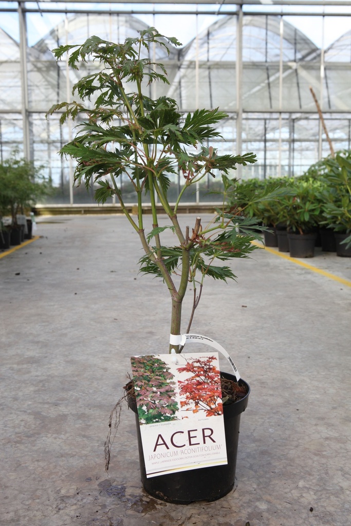 [P] Acer japonicum 'Aconitifolium' cont. 4L 30-40 cm +p