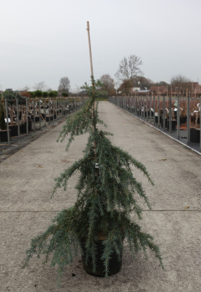 Cedrus deodara 'Feelin' Blue' cont. 7,5L 50/+ cm pyramid