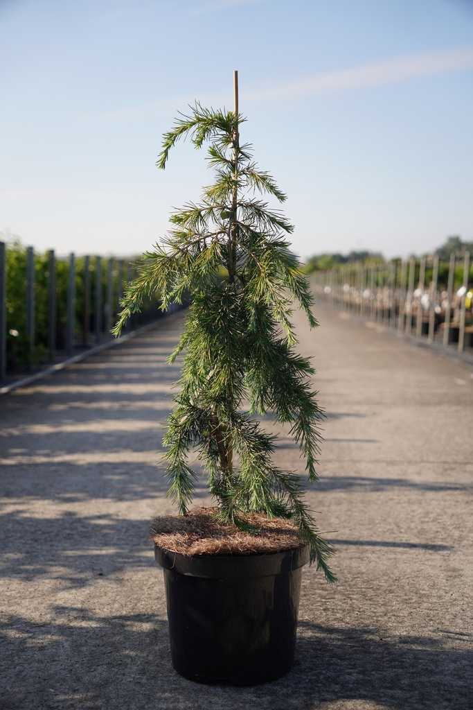 Cedrus deodara 'Feelin' Blue' cont. 7,5L 50/+ cm pyramid