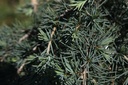 Cedrus deodara 'Feelin' Blue' cont. 7,5L 50/+ cm pyramid