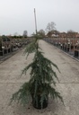 Cedrus deodara 'Feelin' Blue' cont. 7,5L 50/+ cm pyramide