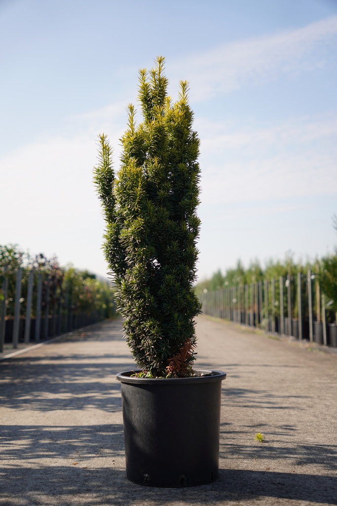 [P] Taxus baccata 'David' cont. 15L 80-100 cm