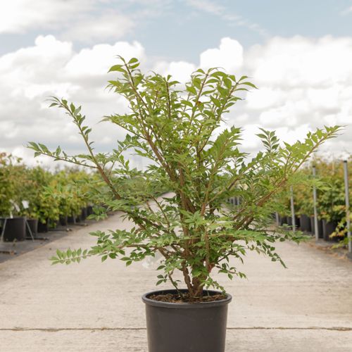 Euonymus alatus cont. 15L 60/+ cm +ф
