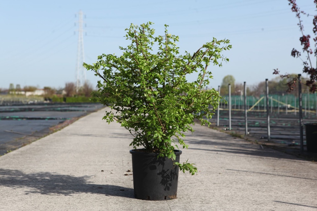 Euonymus alatus cont. 15L 60/+ cm +f
