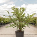 Euonymus alatus cont. 15L 60/+ cm +ф