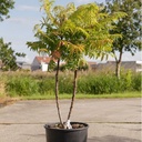 Rhus typhina First Editions® TIGER EYES® (PBR) cont. 18L 80-100 cm +p