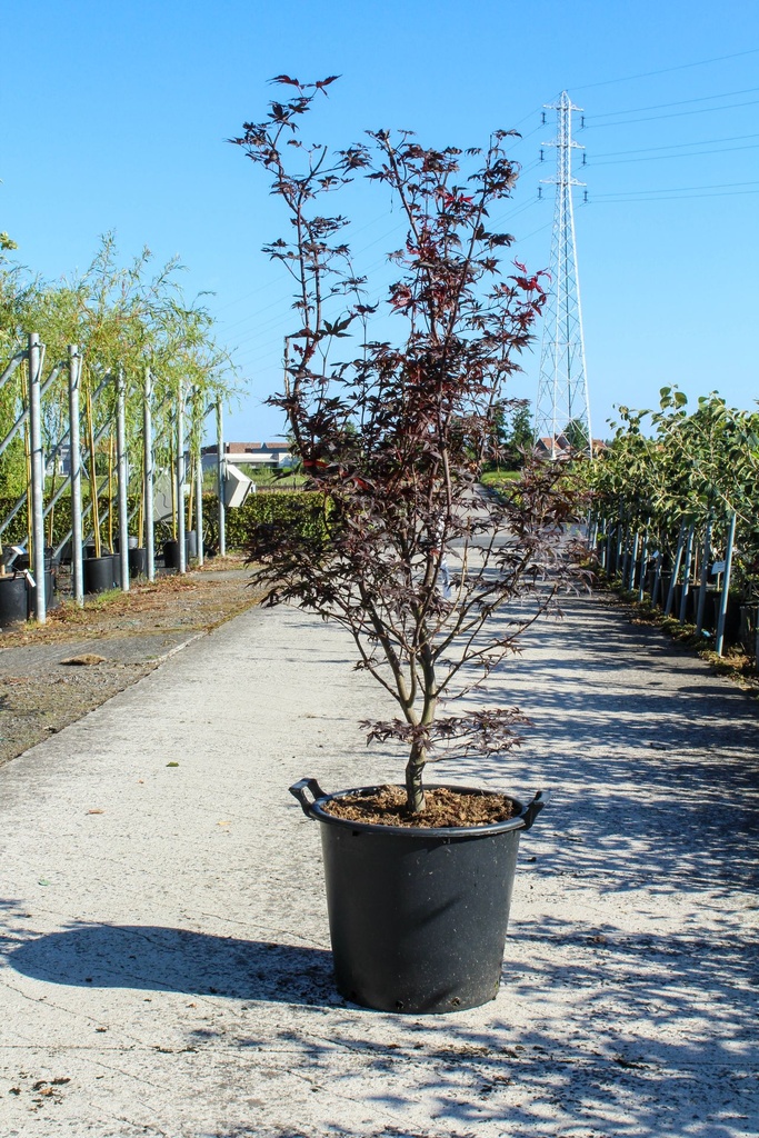 [P] Acer palmatum 'Fireglow' cont. 35L 150/+ cm
