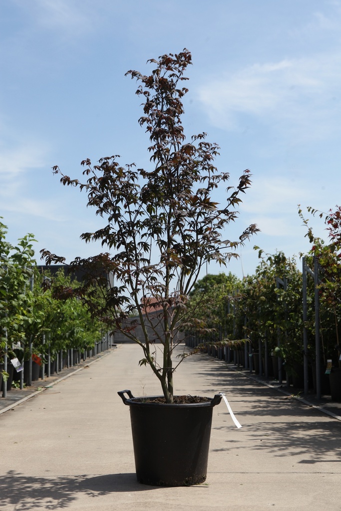 Acer palmatum 'Fireglow' cont. 35L 150/+ cm