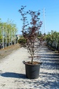 Acer palmatum 'Fireglow' cont. 35L 150/+ cm
