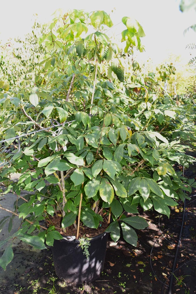 [P] Aesculus parviflora конт. 70L 150/+ cm