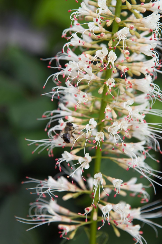 [P] Aesculus parviflora cont. 70L 150/+ cm