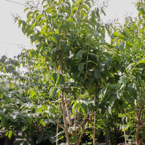 Heptacodium miconioides First Editions® TIANSHAN (PBR) cont. 70L 150-175 cm