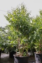 Heptacodium miconioides First Editions® TIANSHAN (PBR) cont. 70L 150-175 cm