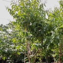 Heptacodium miconioides First Editions® TIANSHAN (PBR) cont. 70L 150-175 cm