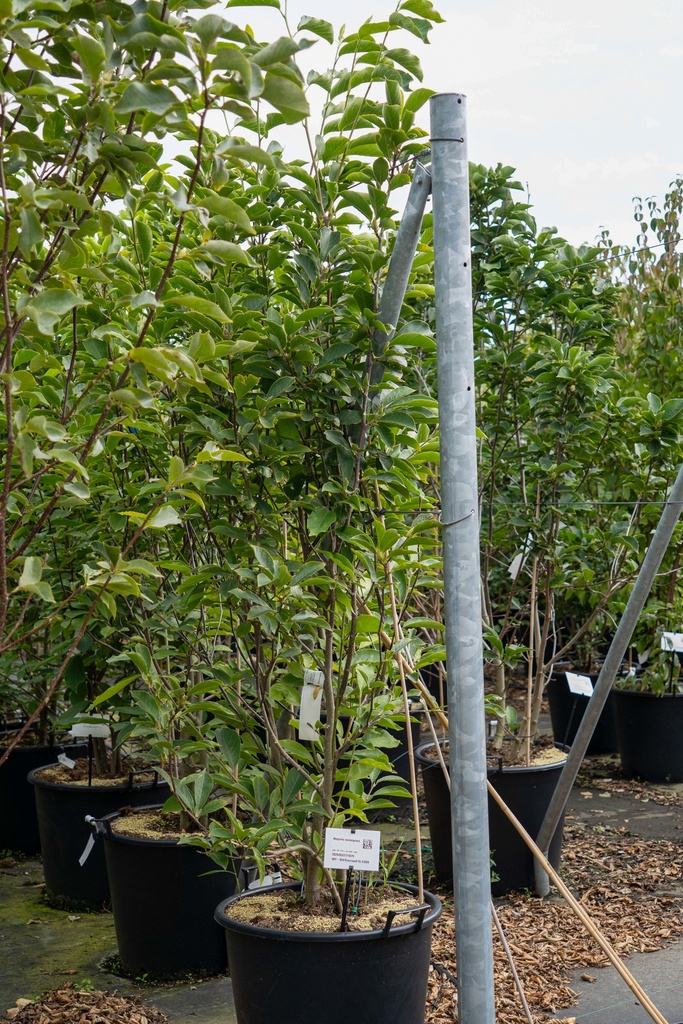 [P] Magnolia soulangeana cont. 70L 175/+ cm многоствольный