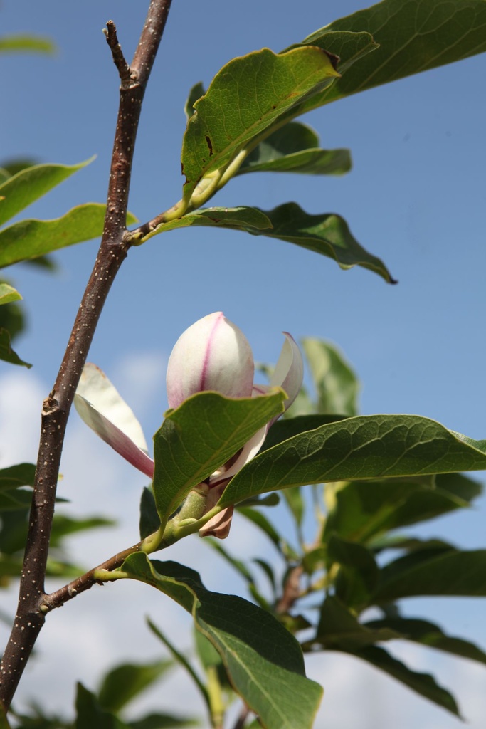 Magnolia soulangeana cont. 70L 175/+ cm multi-stem