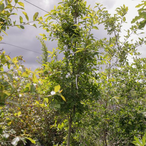 [P] Nyssa sylvatica cont. 50L 250-300 cm