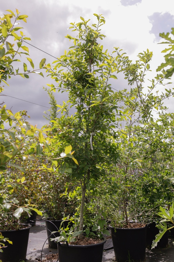 [P] Nyssa sylvatica cont. 50L 250-300 cm
