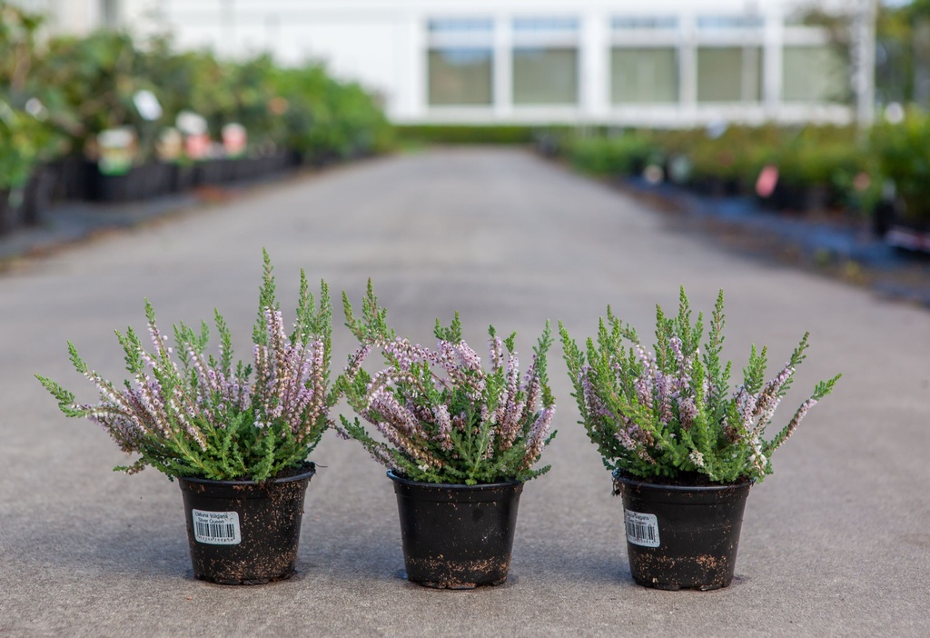 [P] Calluna vulgaris cont. 0,5L in soorten (P10,5)