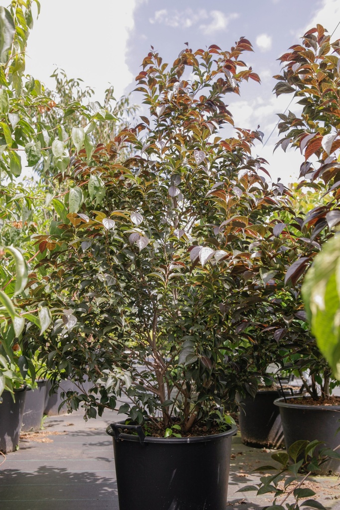 [P] Styrax japonica EVENING LIGHT® cont. 35L 175-200 cm