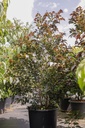 Styrax japonica EVENING LIGHT® cont. 35L 175-200 cm