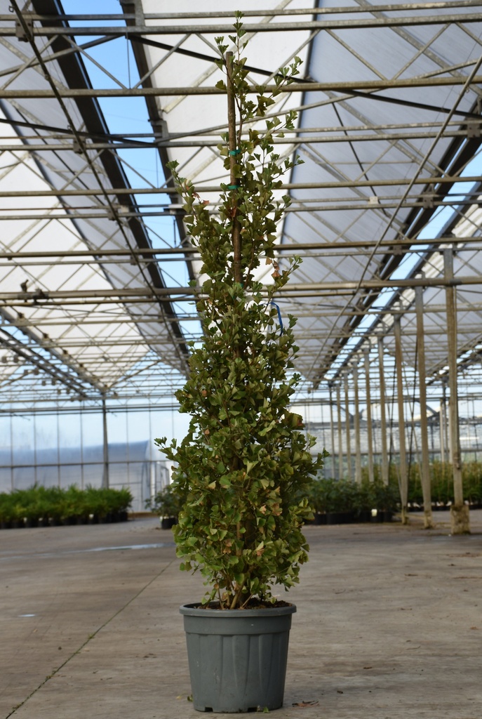 [P] Ginkgo biloba FASTIGIATA BLAGON (PBR) Kont. 30L 150-175 cm