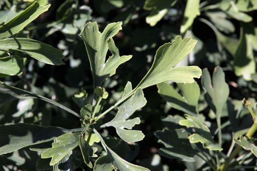 [P] Ginkgo biloba FASTIGIATA BLAGON (PBR) cont. 30L 150-175 cm