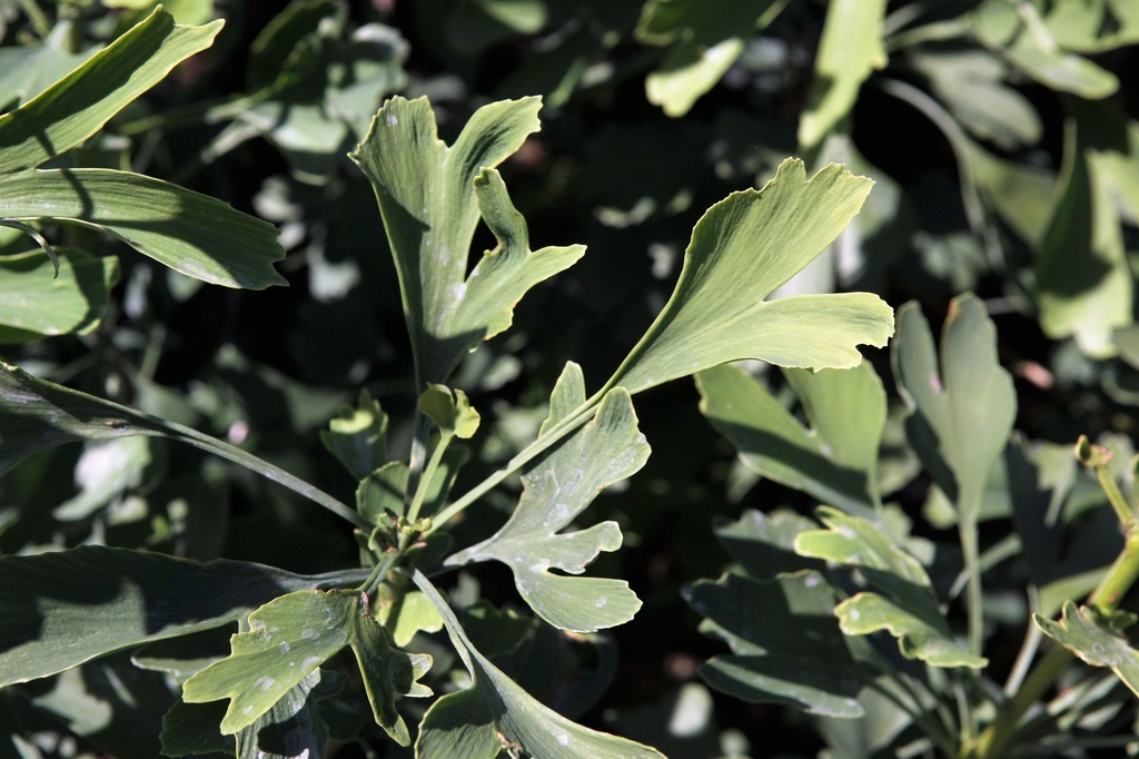 [P] Ginkgo biloba FASTIGIATA BLAGON (PBR) cont. 30L 150-175 cm