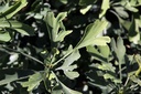 Ginkgo biloba FASTIGIATA BLAGON (PBR) cont. 30L 150-175 cm